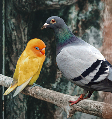 Bird Products