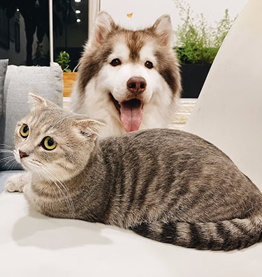 Pet Products